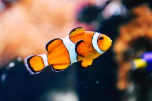 优酷能否看法甲联赛？深度解析与中国流媒体平台的差距优酷能看法甲联赛吗